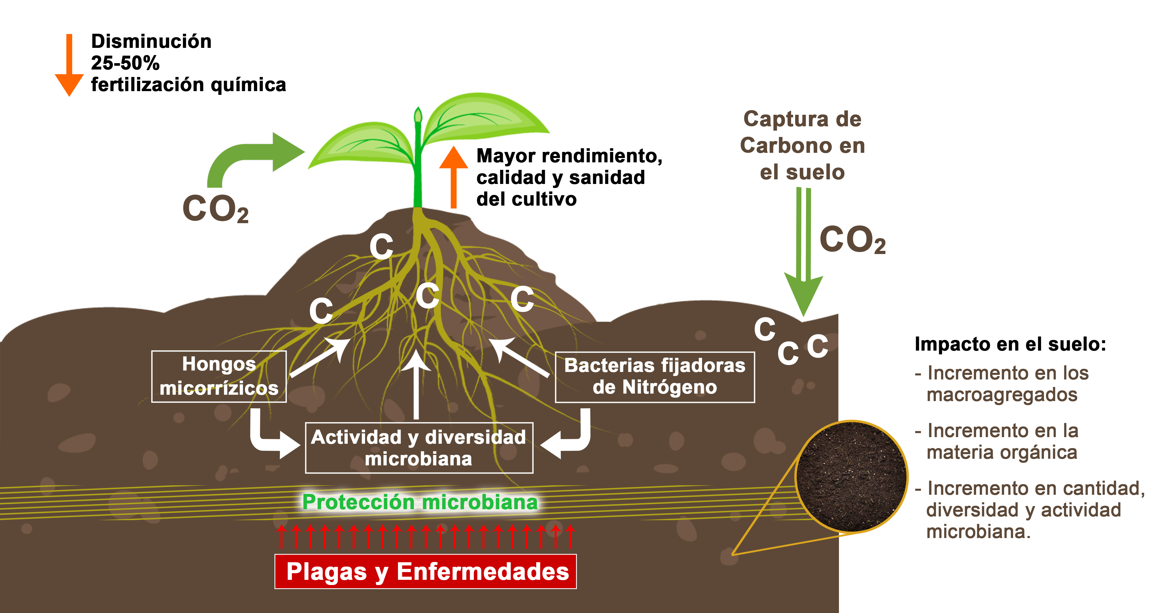 COMO FUNCIONAN LOS BIOFERT | Biofábrica Siglo XXI